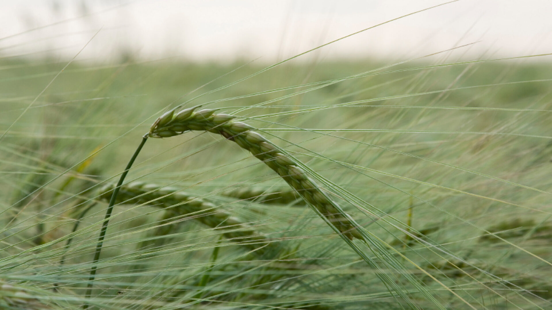 Ohraa läheltä kuvattuna.