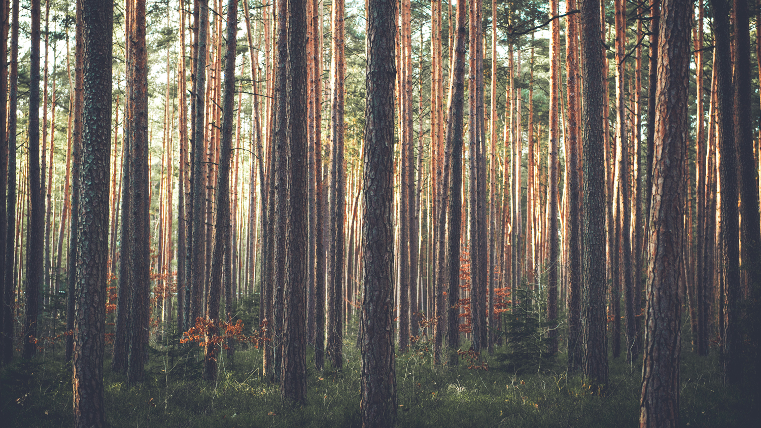 Tiheää havumetsää.